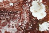 Polished Wild Horse Magnesite Slice - Arizona #114285-1